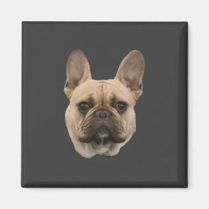 Imã Imagem bonito da cara da foto do buldogue francês