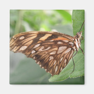 Imã Imagem bonito de Borboleta Marrom