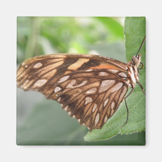 Imã Imagem bonito de Borboleta Marrom (Frente)