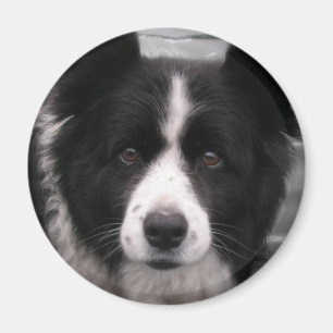 Imã Imagem Collie de Borda