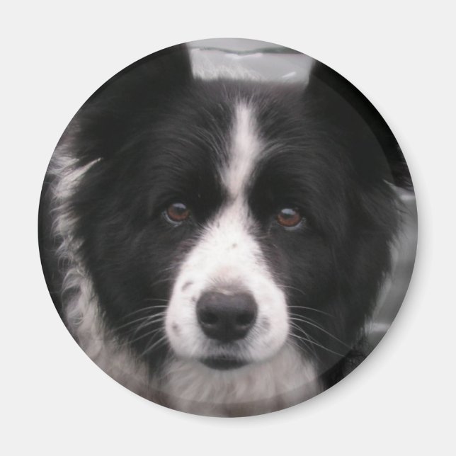 Imã Imagem Collie de Borda (Frente)