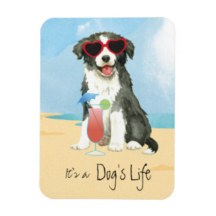 Ímã Imagem Collie na Fronteira de Verão