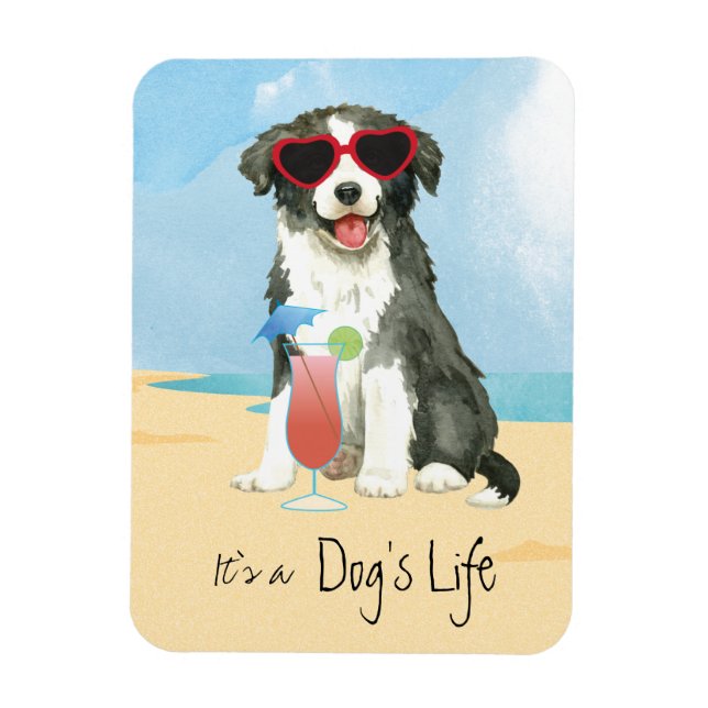 Ímã Imagem Collie na fronteira de verão (Vertical)