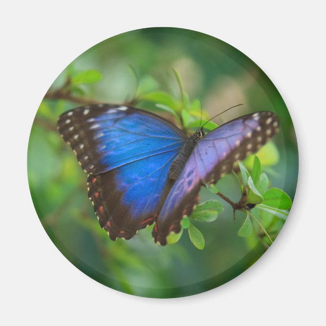 Imã Imagem da Borboleta Azul Morpho (Frente)