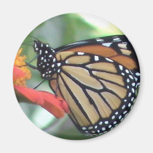 Imã Imagem da Borboleta Monarch