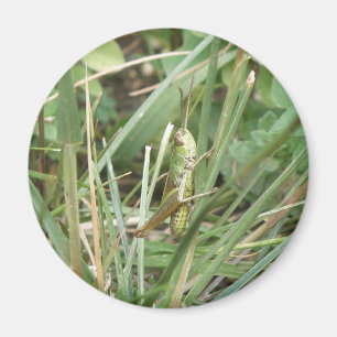 Imã Imagem da Camouflagem do Gafanhoto