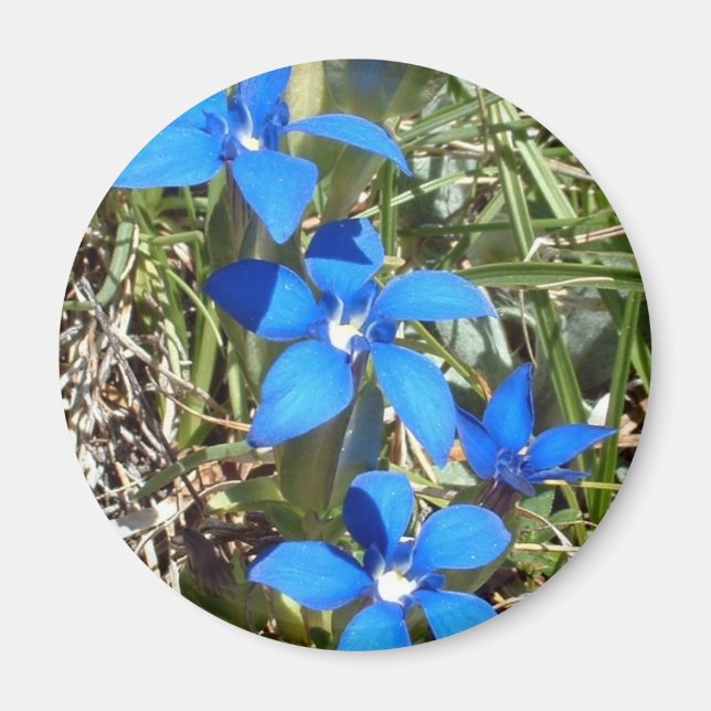 Imã Imagem das flores da genciana azul (Frente)