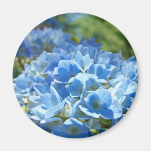 Imã Imagem das flores de Hydrangea azul Natureza Flora
