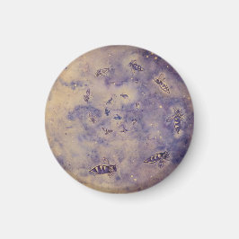 Imã Imagem de Abelhas Espaciais