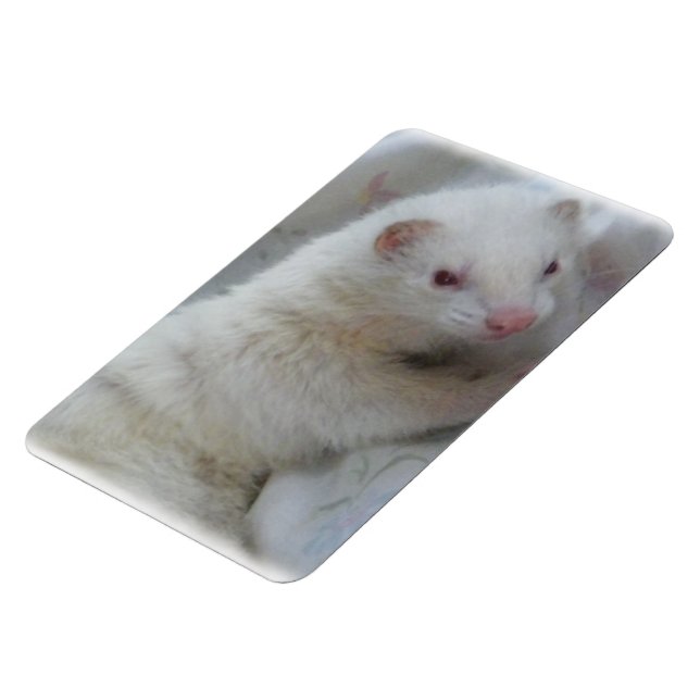 Ímã Imagem de Albino Ferret (Left Side)