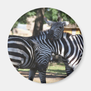 Imã Imagem de Amigos de Zebra