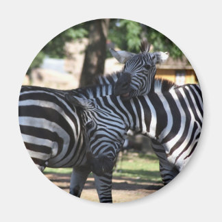 Imã Imagem de Amigos de Zebra