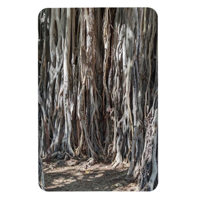 Ímã Imagem de Árvore Banyan (Vertical)