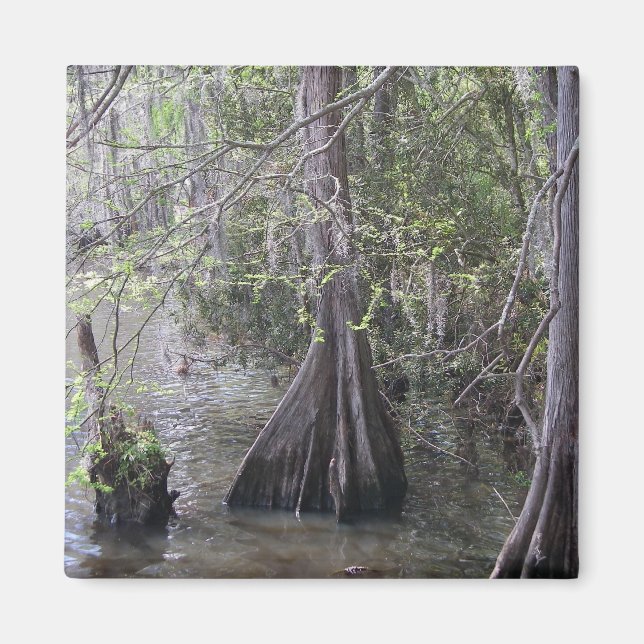 Imã Imagem de Árvores Cypress (Frente)