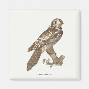 Imã Imagem de aves do Norte Hawk Owl (Surnia ulula)