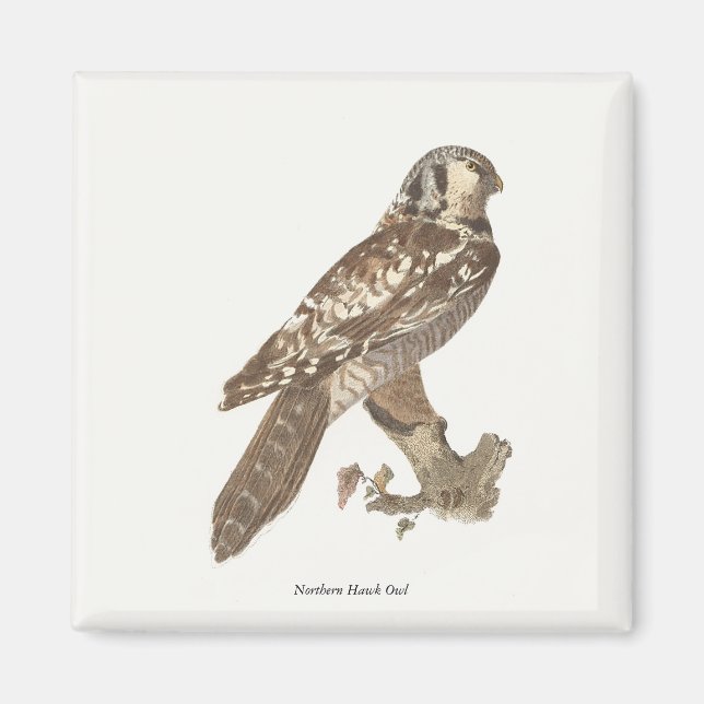 Imã Imagem de aves do Norte Hawk Owl (Surnia ulula) (Frente)