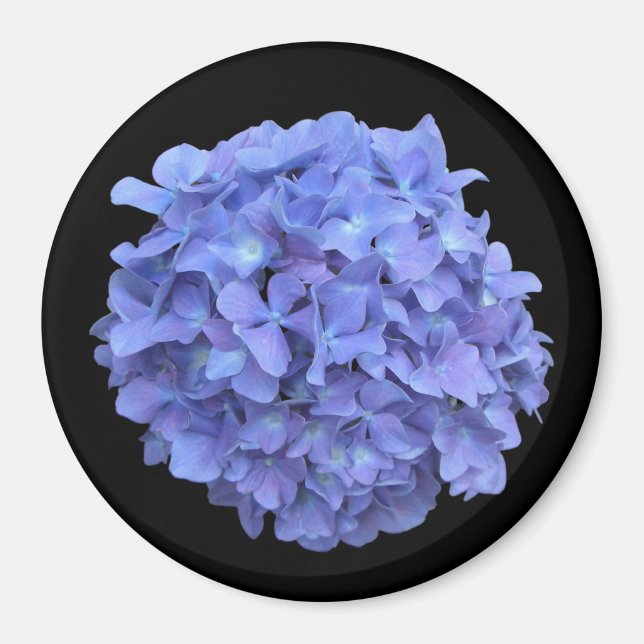 Imã Imagem de Bloqueio de Hydrangea Azul (Frente)