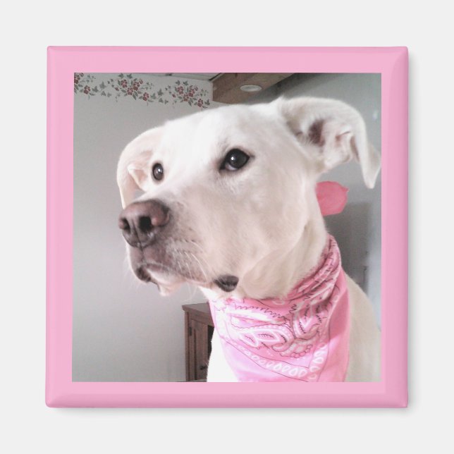 Imã Imagem de Cachorro Branco-Bonito Vestindo Scarf Ro (Frente)