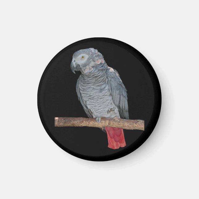 Imã Imagem de Cenoura Pesky (Frente)