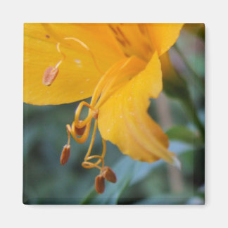Imã Imagem de Detalhes da Flor