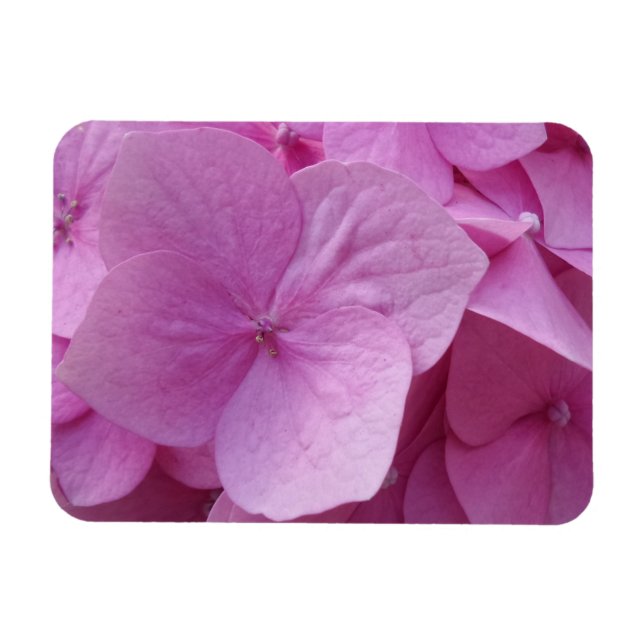 Ímã Imagem de Flor 3"x4", rosa (Horizontal)