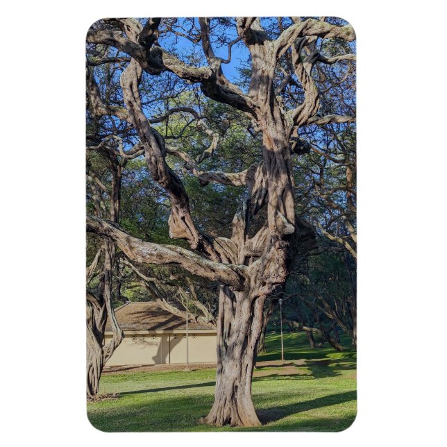 Ímã Imagem de Foto da Árvore Kiawe (Vertical)