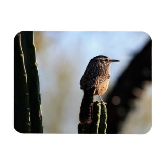 Ímã Imagem de Foto do Cactus Wren