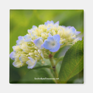 Imã Imagem de Fotografia da Flor de Hipodrangea Azul S