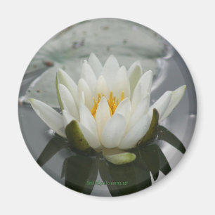 Imã Imagem de Fotografia de Lily de Água