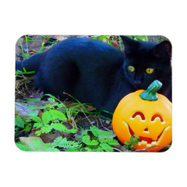 Ímã Imagem de Fotografia de Queda de Gato Preto