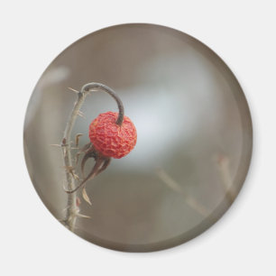 Imã Imagem de Fruta selvagem