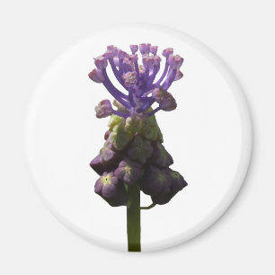 Imã Imagem de Hyacinth de Uvas