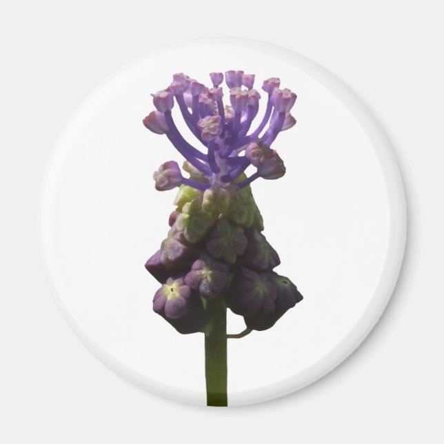 Imã Imagem de Hyacinth de Uvas (Frente)