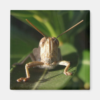 Imã Imagem de Insetos do Gafanhoto Egípcio