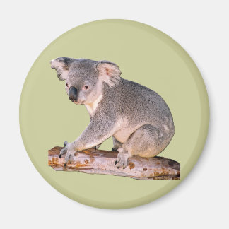 Imã Imagem de Koala