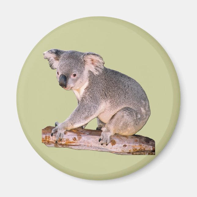 Imã Imagem de Koala (Frente)