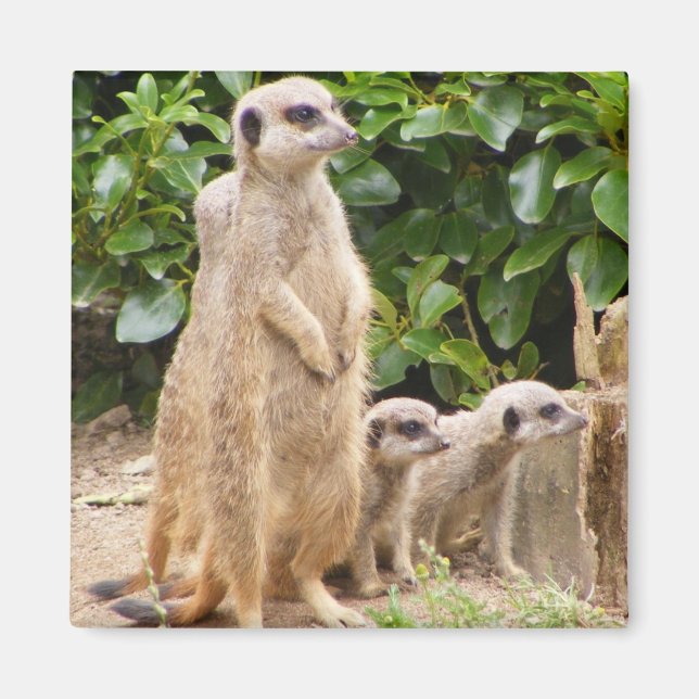 Imã Imagem de Meerkat (Frente)