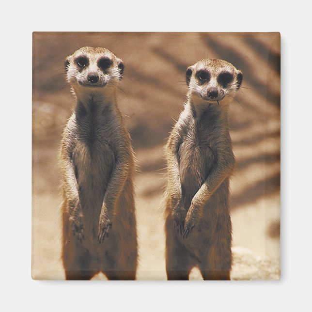 Imã Imagem de Meerkat (Frente)