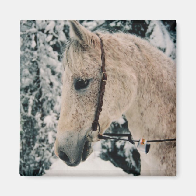 Imã Imagem de Mistura Árabe (Frente)