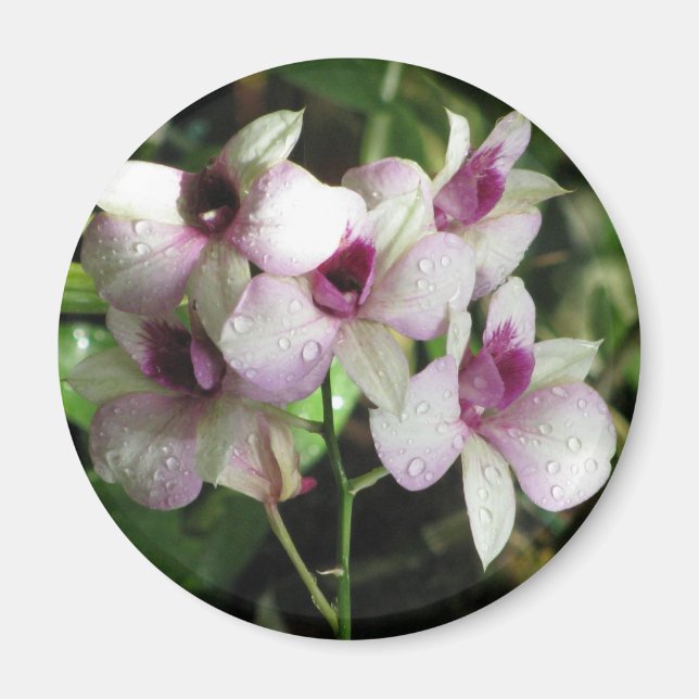 Imã Imagem de orquídeas (Frente)