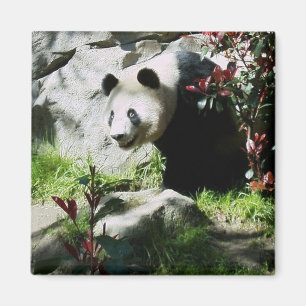 Imã Imagem de Panda Smile