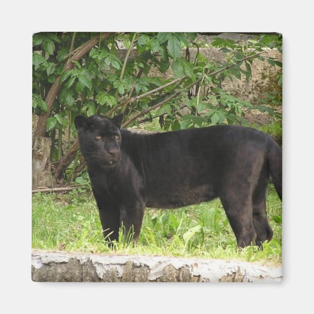 Imã Imagem de Pantera de Embalagem (Frente)