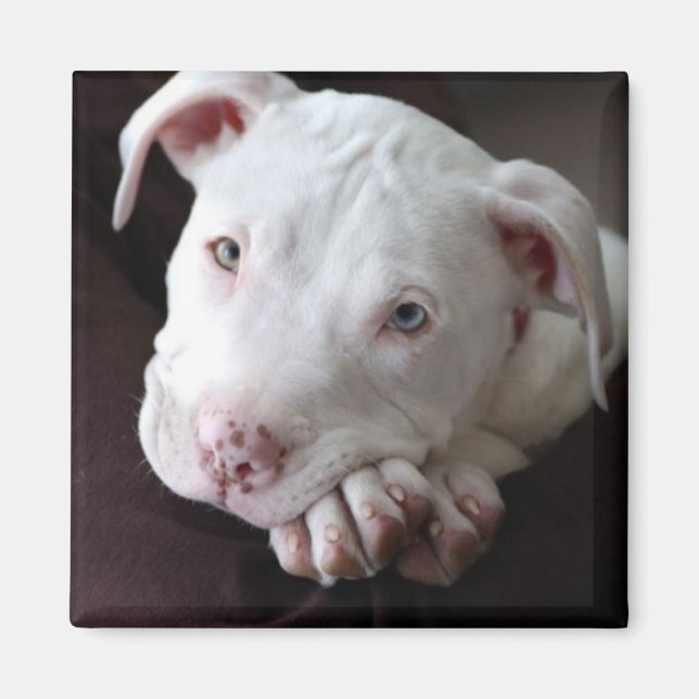 Imã Imagem de Pit Bull Puppy (Frente)
