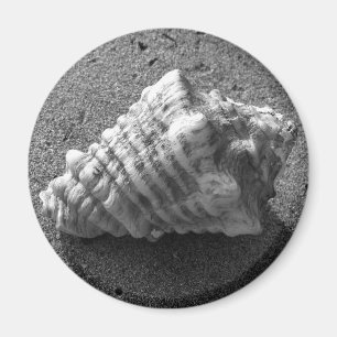 Imã Imagem de Praia da Seashell