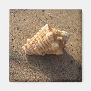 Imã Imagem de Praia da Seashell