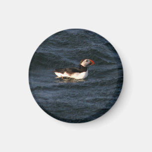 Imã Imagem de Puffin