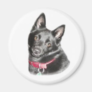 Imã Imagem de Schipperke