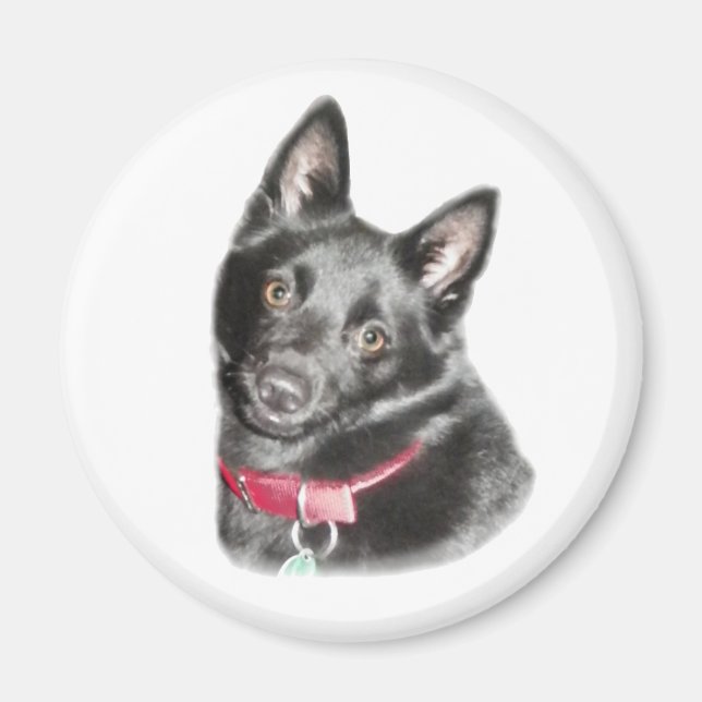 Imã Imagem de Schipperke (Frente)