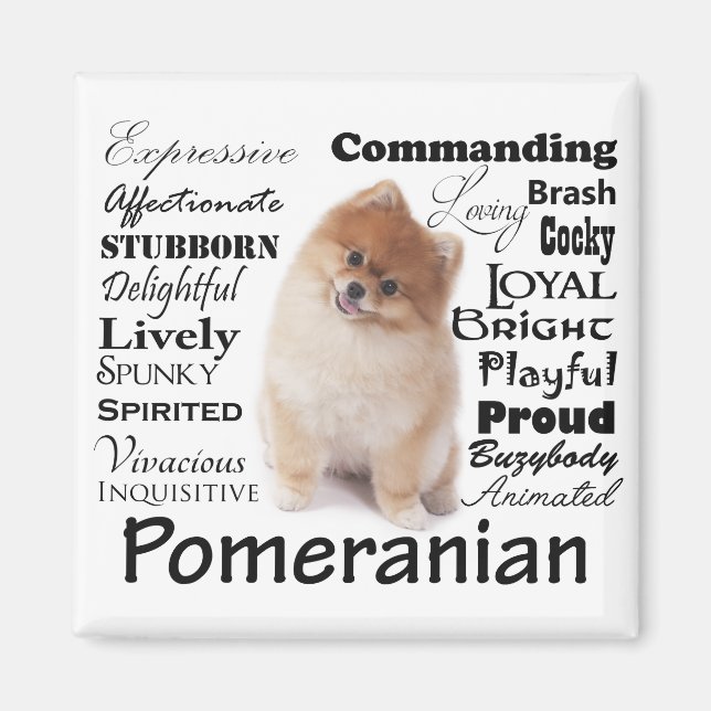 Imã Imagem de Traços Pomeranianos (Frente)