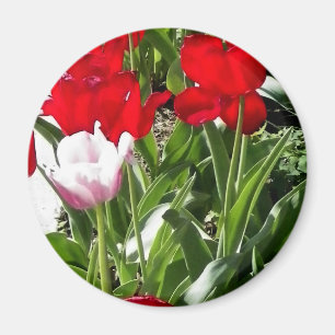 Imã Imagem de tulipas vermelhas